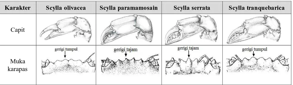 Tabel 2. Perbandingan Karakter Pada Genus Scylla 