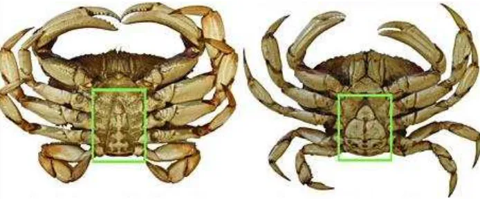 Gambar 7. Perbedaan Secara Morfologis Kepiting Bakau Jantan (kiri) dan Betina (kanan) 