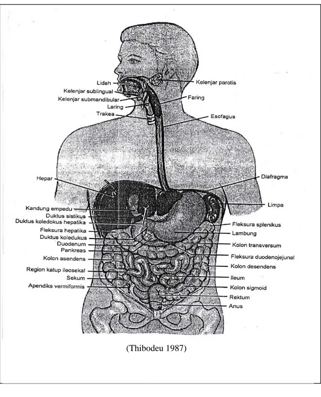 Gambar II. 1 Anatomi Pencernaan 