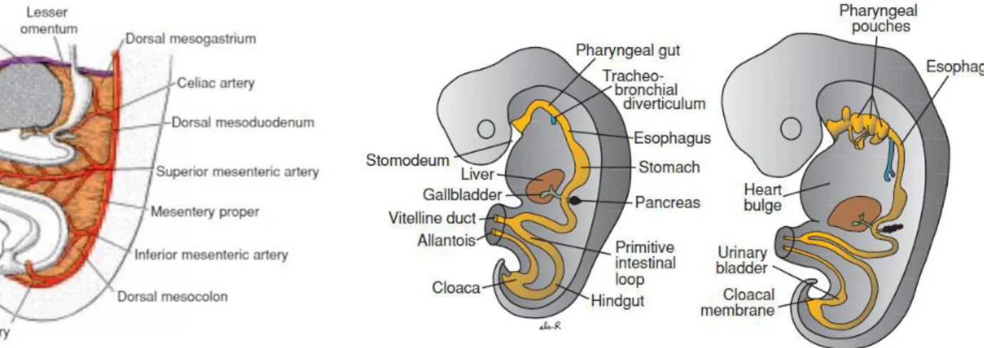 Gambar 2.1.1. Gambaran skematik  mesenterium 