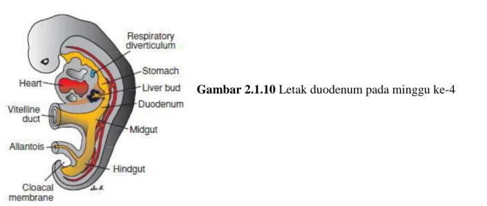 Gambar 2.1.10 Letak duodenum pada minggu ke-4  