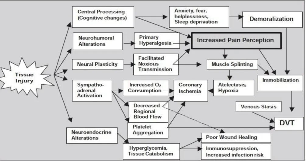 Gambar 2.1.Efek fisiologis dan psikologis yang berhubungan dengan nyeri akut akibat kerusakan jaringan yang disebabkan oleh  proses pembedahan atau trauma (Carr, 1999) 