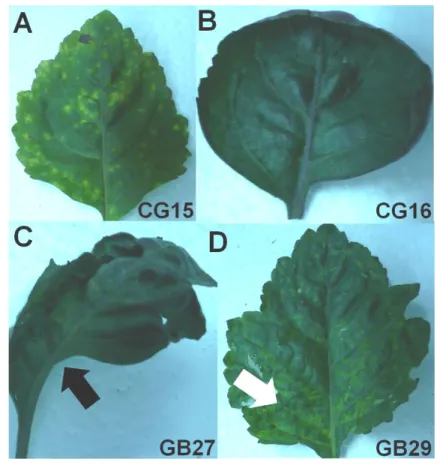 Gambar 3  Variasi gejala yang berasosiasi dengan infeksi Fabavirus pada tanaman  nilam dari daerah Cicurug (CG) dan Gunung Bunder (GB) 