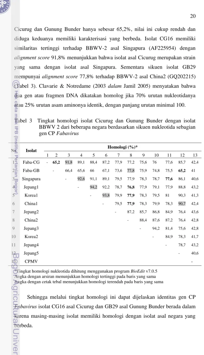 Tabel  3    Tingkat  homologi  isolat  Cicurug  dan  Gunung  Bunder  dengan  isolat  BBWV 2 dari beberapa negara berdasarkan sikuen nukleotida sebagian  gen CP Fabavirus  No  Isolat  Homologi (%)*  1  2  3  4  5  6  7  8  9  10  11  12  13  1  Faba-CG  -  