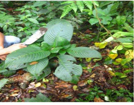 Gambar 5. Psychotaria stipulaceae Wall. 