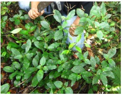 Gambar 6. Mussaenda glabra Vahl. 