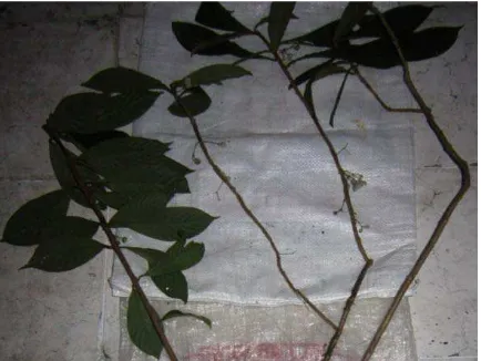 Gambar 10. Didymocarpus corchorifolia BR. 