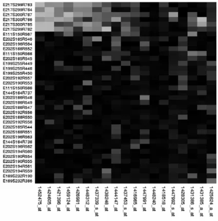Gambar II-2 Contoh microarray [AND06] 