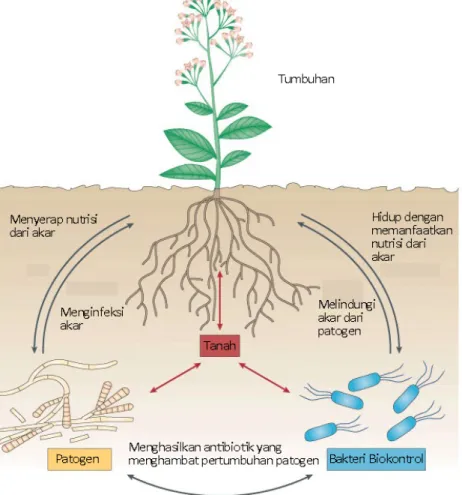 Gambar  8.  Bakteri  sebagai  agen  biokontrol  tanaman  terhadap  patogen  yang  merusak  tanaman