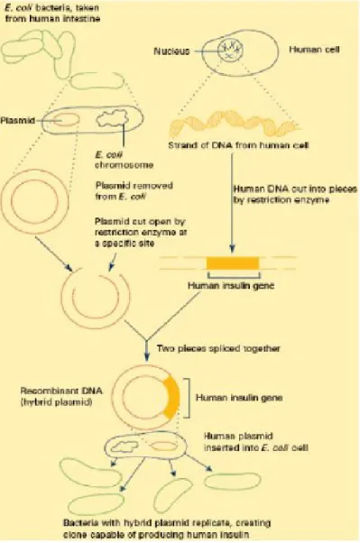 Gambar 2 Langkah-Langkah DNA Rekombinan pada Produksi Insulin Sumber: www.alandandin.blogspot.com  