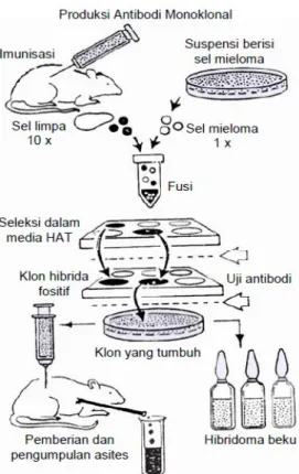 Gambar 3  Skema tahapan kegiatan produksi antibodi monoklonal dari imunisasi  sampai mendapatkan klon hibridoma