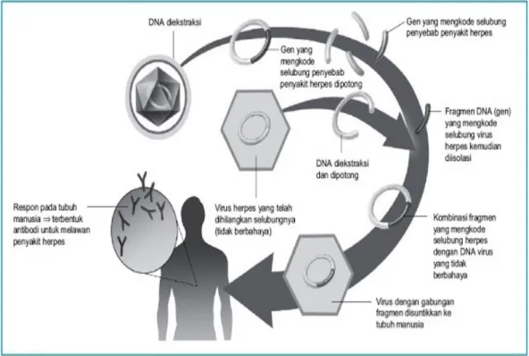 Gambar 4 Vaksinasi dari virus Herpes