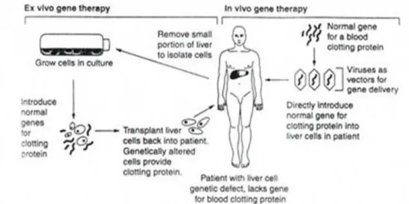 Gambar 5 Terapi Gen In Vivo dan Terapi Gen Ex Vivo