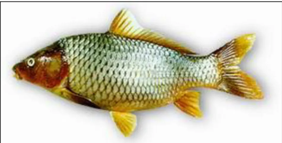 Gambar 1.  Ikan Mas (Cyprinus carpio carpio)(Anonim, 2009) 