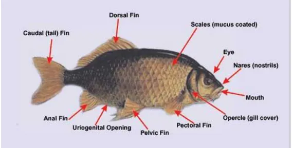 Gambar 2.  Morfologi ikan Mas (Cyprinus carpio carpio)(Anonim, 2009) 