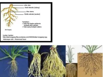 Gambar 2.8 ( a ) contoh akar tunggang dan   ( b ) contoh akar serabut 