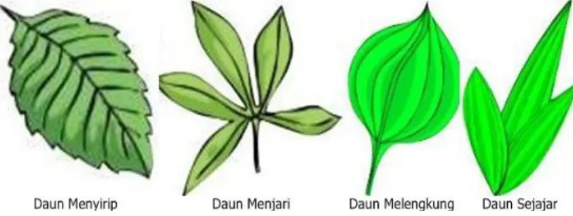 Gambar  2.11  merupakan  contoh  tumbuhan  dikotil  dan monokotil 