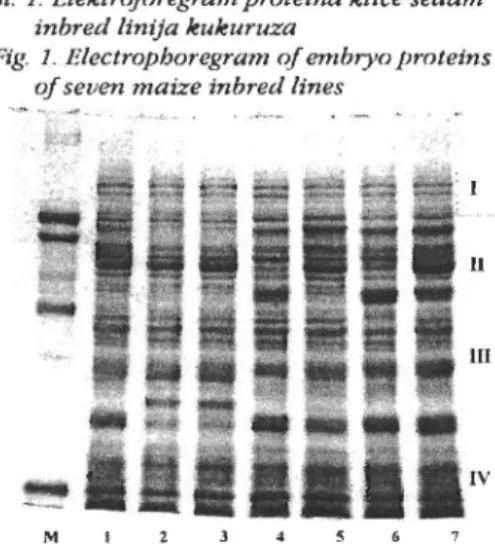 Fig. 1. Electropboregram of embryo proteins of seven maize inbred lines