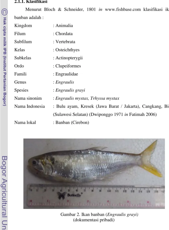 Gambar 2. Ikan banban (Engraulis grayi)  (dokumentasi pribadi) 