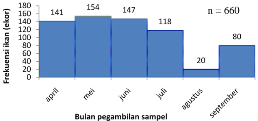 Gambar 4. Distribusi jumlah sampel ikan banban (Engraulis grayi) yang tertangkap  dari bulan April-September 2009 