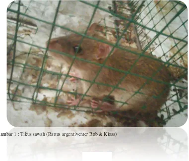Gambar 1 : Tikus sawah (Rattus argentiventer Rob & Kloss) 
