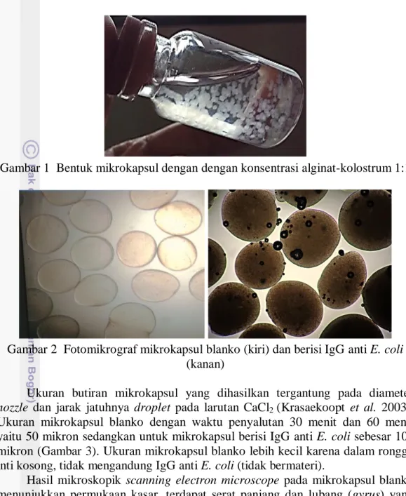Gambar 2  Fotomikrograf mikrokapsul blanko (kiri) dan berisi IgG anti E. coli  (kanan)   