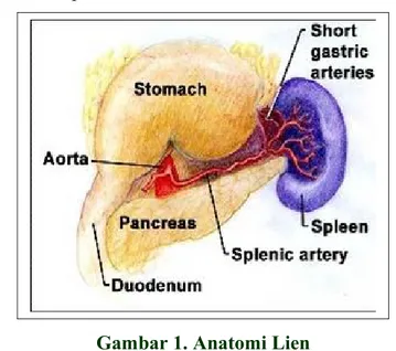 Gambar 1. Anatomi Lien