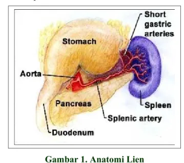 Gambar 1. Anatomi Lien