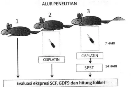 Gambar  10.1  Alur  penelitian,  sCF:  Stemcell  Factor,  GDF-g:  Growth Dfferentiated Factor-9,  SPST:  5rem cell Sumsum  Tulang