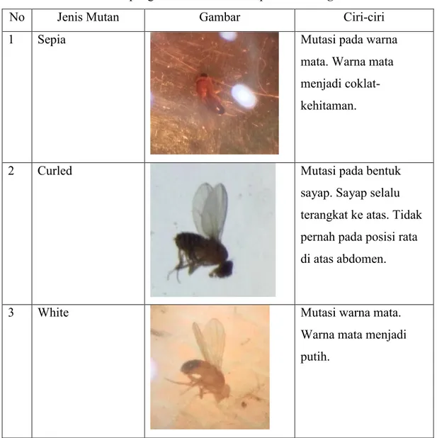 Tabel 4.1 Hasil pengamatan mutan Drosophila melanogaster 