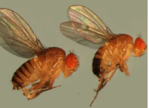 Gambar 2.1 Morfologi Drosophila melanogaster  (www.exploratorium.edu) 