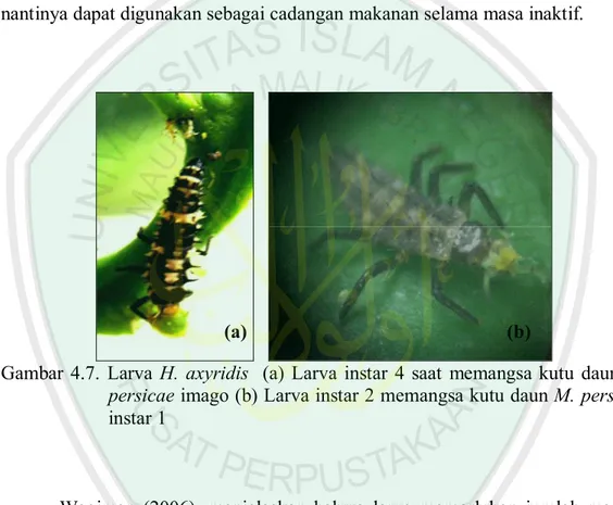 Gambar 4.7. Larva H. axyridis  (a) Larva instar 4 saat memangsa kutu daun M. persicae imago (b) Larva instar 2 memangsa kutu daun M