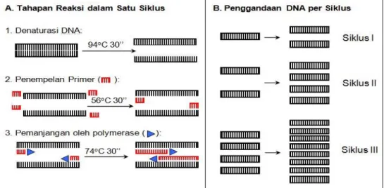 Gambar 8. Prinsip dan Cara Kerja PCR  (Sumber : Sunarto 2006) 