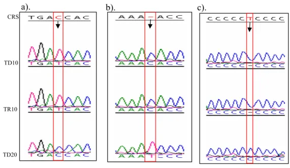 Gambar IV.8. Elektroforegram daerah D-loop yang menunjukkan a). mutasi  transisi C16147T, b)