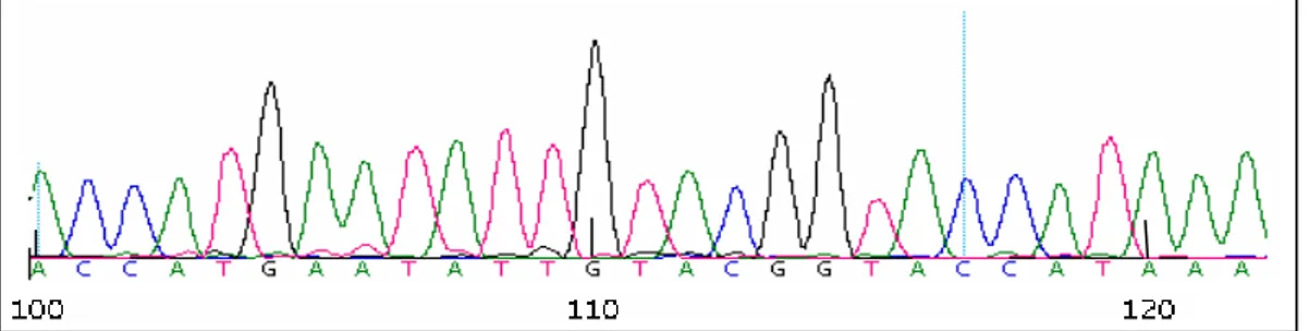 Gambar  IV.3. Contoh hasil sekuensing berupa elektroforegram daerah D-loop  mtDNA pada sel darah individu umur 30 tahun (TD30) 