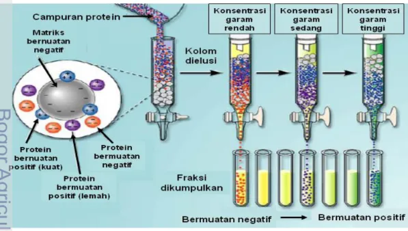 Gambar 6 Pemurnian enzim dengan kromatografi pertukar ion 