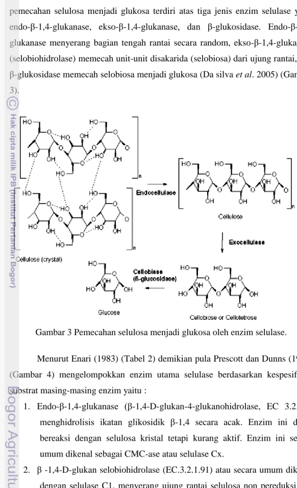 Gambar 3 Pemecahan selulosa menjadi glukosa oleh enzim selulase. 