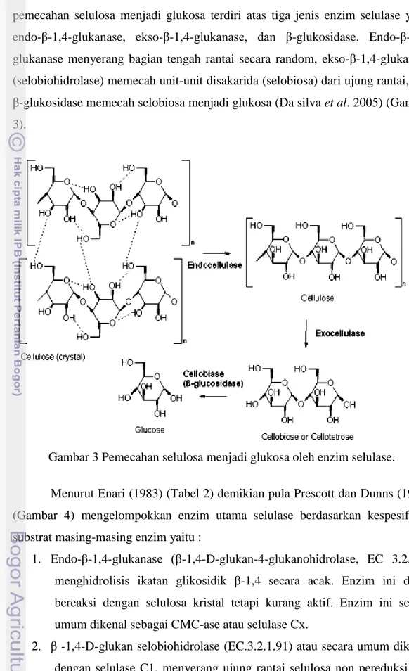 Gambar 3 Pemecahan selulosa menjadi glukosa oleh enzim selulase. 