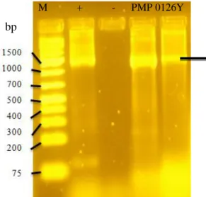 Gambar 9 Hasil amplifikasi dari gen penyandi 16S-rRNA isolat PMP 0126y. 