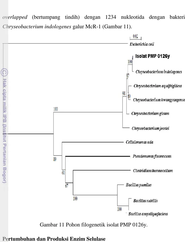 Gambar 11 Pohon filogenetik isolat PMP 0126y. 
