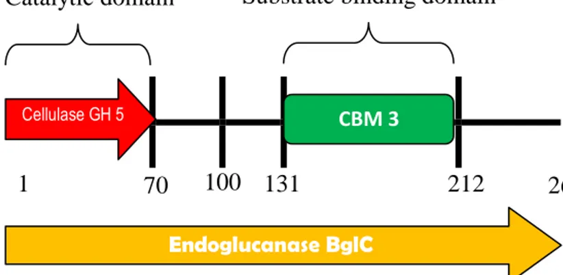 Gambar  26.  Sekuen  Asam  Amino  Gen  Pengkode  Endoglukanase  Bakteri  B.subtilis (a) Topologi Sekuen, (b) Struktur Domain Fungsional  :  Domain  Katalitik  (Cellulase  GH5)  Residu  1-70  ;  Domain  Pengikatan Substrat (CBM3) Residu 131-212, E (Glu) : R