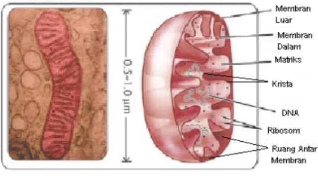 Gambar 2. 1 Struktur mitokondria