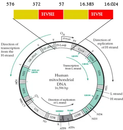 Gambar 2. 4  Struktur DNA mitokondria 