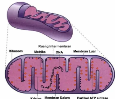 Gambar 2.1. Struktur mitokondria (Smelick, 2005)