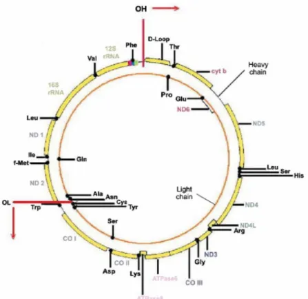 Gambar 2.2. Peta daerah DNA mitokondria manusia (Czarnecka et al., 2006)