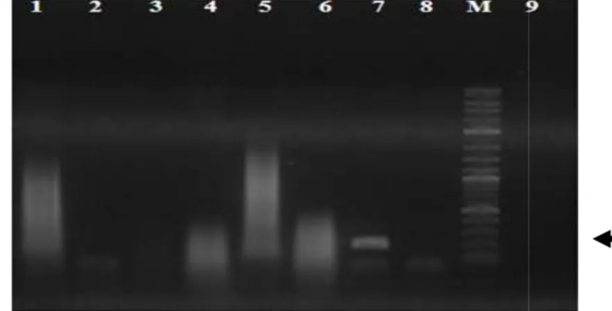 Gambar 24  Hasil optimasi suhu annealing reaksi PCR dengan primer spesifi suhu 60  0 C