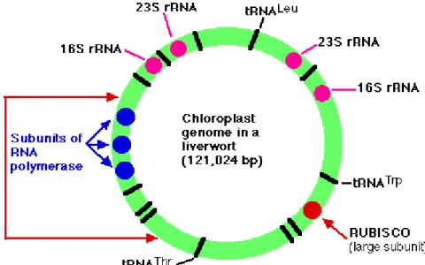 Gambar : DNA Kloroplas 