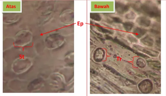 Gambar 3. Cetakan Epidermis Daun  Nymphaea nouchali  Brum F. 