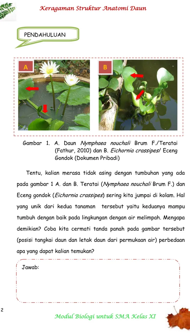 Gambar 1. A. Daun  Nymphaea nouchali  Brum F./Teratai  (Fathur, 2010) dan B.  Eichornia crassipes / Eceng  Gondok (Dokumen Pribadi) 