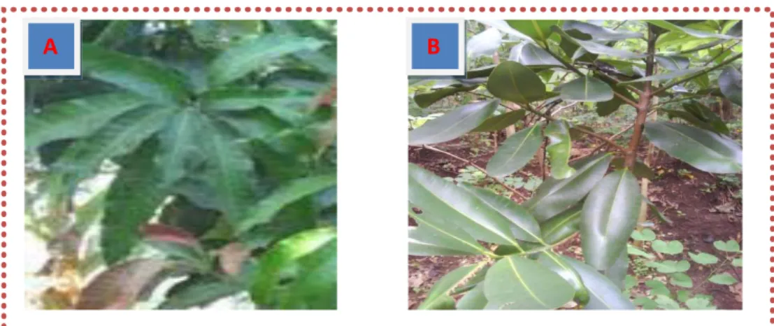 Gambar 2. A. Daun Mangga/ Mangifera indica  (Novi, 2011) dan   B. Nyamplung/ Calophyllum inophyllum  (Anonim, 2010) 